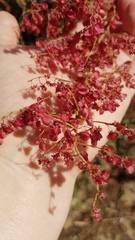 Rumex usambarensis