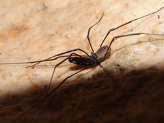 Ischyropsalis strandi