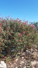 Rumex usambarensis