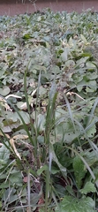Cenchrus alopecuroides