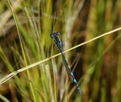 Austrolestes annulosus