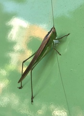 Conocephalus maculatus