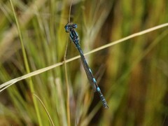 Austrolestes annulosus