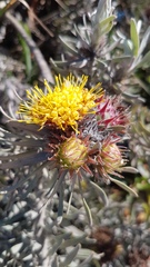 Leucospermum parile