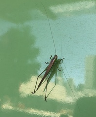 Conocephalus maculatus