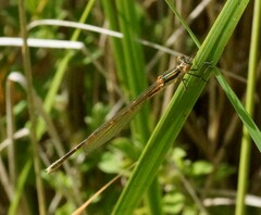 Austrolestes analis