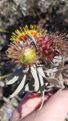 Leucospermum parile