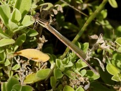 Austrolestes analis