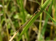 Austrolestes analis