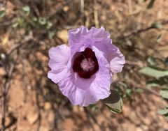 Gossypium sturtianum