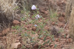 Gossypium sturtianum