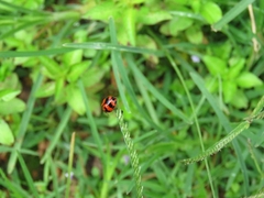 Coccinella transversalis