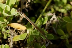 Austrolestes analis