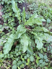 Rumex