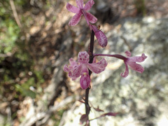 Dipodium roseum