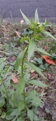 Asteraceae