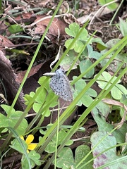 Pseudozizeeria maha