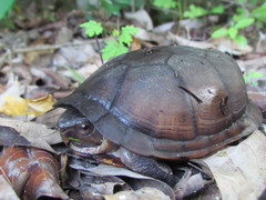 Kinosternon creaseri