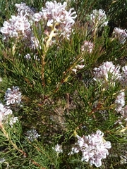 Serruria rubricaulis