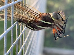 Adversaeschna brevistyla