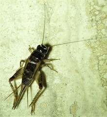 Teleogryllus commodus