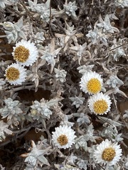 Anemocarpa saxatilis