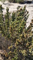 Cliffortia polygonifolia