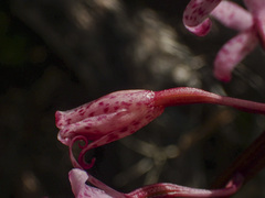 Dipodium roseum