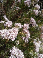 Serruria rubricaulis