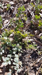 Roepera sessilifolia