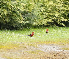 Platycercus elegans elegans