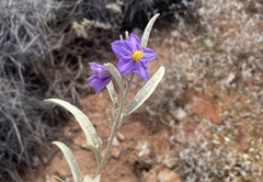 Solanum sturtianum