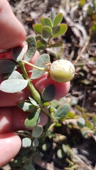 Roepera sessilifolia