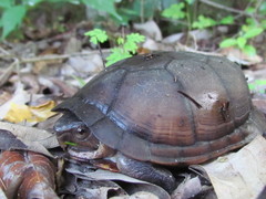 Kinosternon creaseri