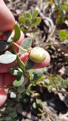 Roepera sessilifolia