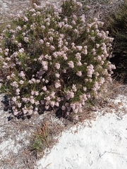 Serruria rubricaulis