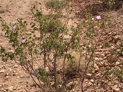 Gossypium sturtianum