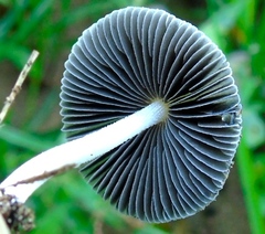 Coprinellus arenicola