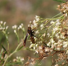 Polistes comanchus