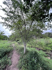 Ficus sur