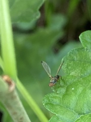 Diptera