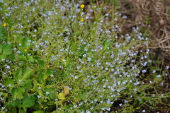 Myosotis sylvatica