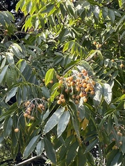 Sapindus mukorossi