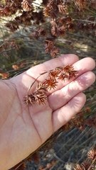 Staberoha distachyos