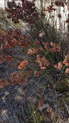 Staberoha distachyos