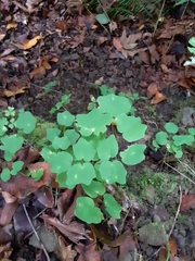 Vancouveria hexandra