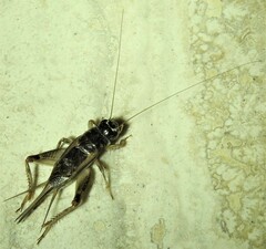 Teleogryllus commodus
