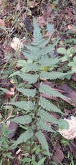 Athyrium niponicum