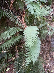 Leptopteris hymenophylloides