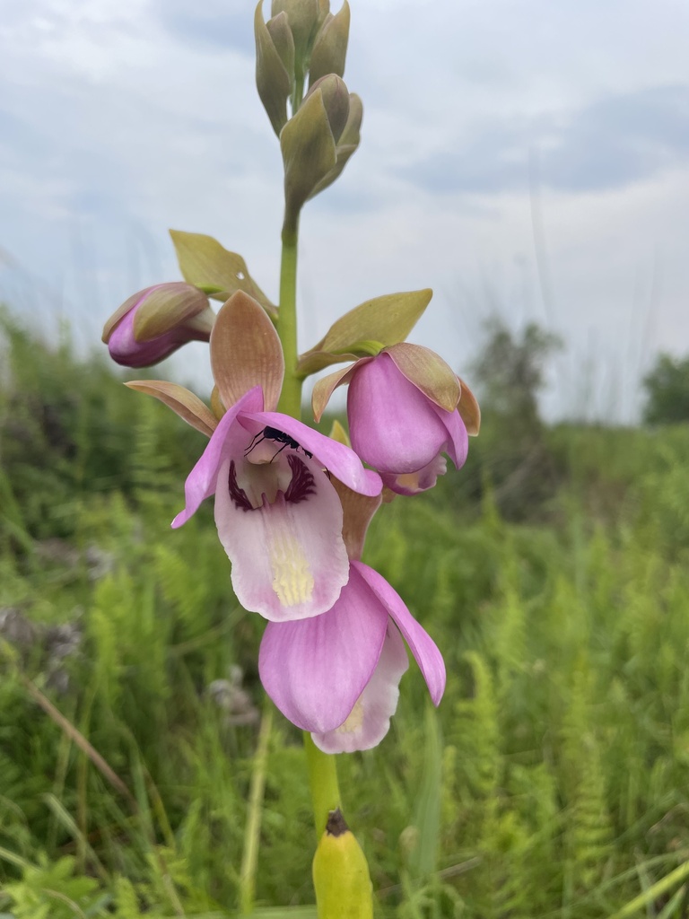 Eulophia latilabris